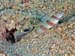 KD12_shrimpgoby