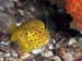 KD21_boxfish