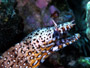 Dragon Moray (KK29-24)