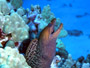 Undulated Moray (KK52-30)