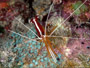 candy cane or cleaner shrimp