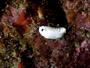 fellows nudibranch