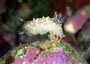 spanish dancer nudibranch