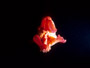 spanish dancer nudibranch