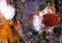 egg eating nudibranch